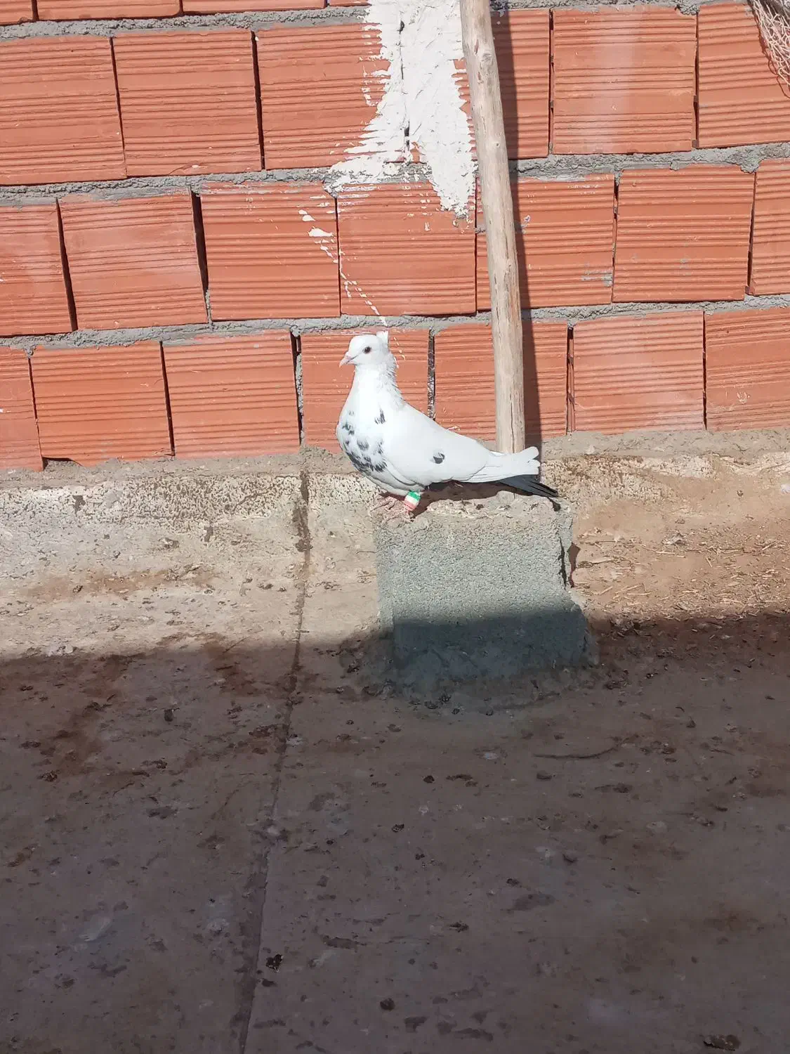 کبوتر قلدور و پرشی|پرنده|بجنورد, |دیوار