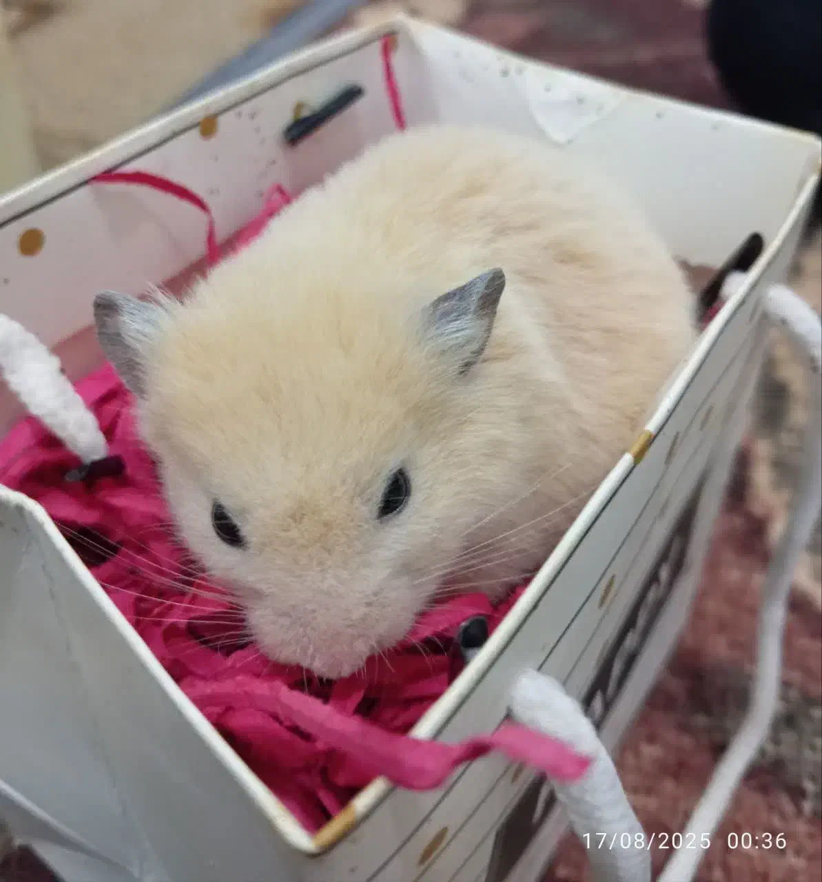 همستر سوری فقط همه باهم|موش و خرگوش|قم, پشت انبار نفت|دیوار