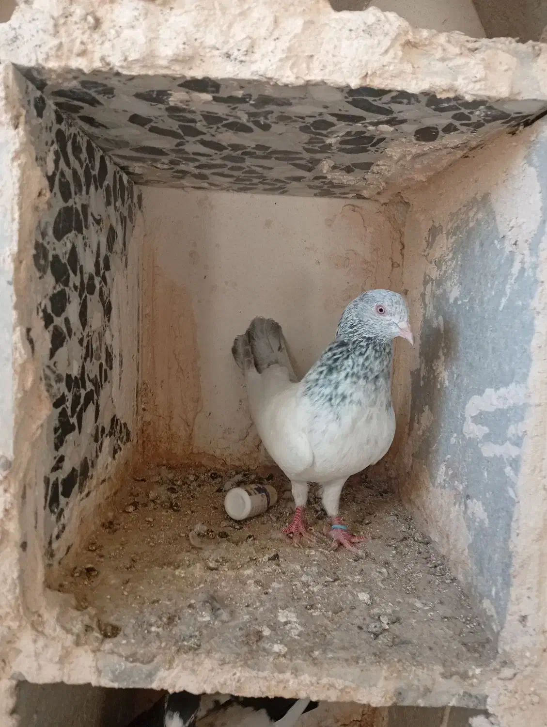 پنج عدد کبوتر فروشی|پرنده|میناب, |دیوار