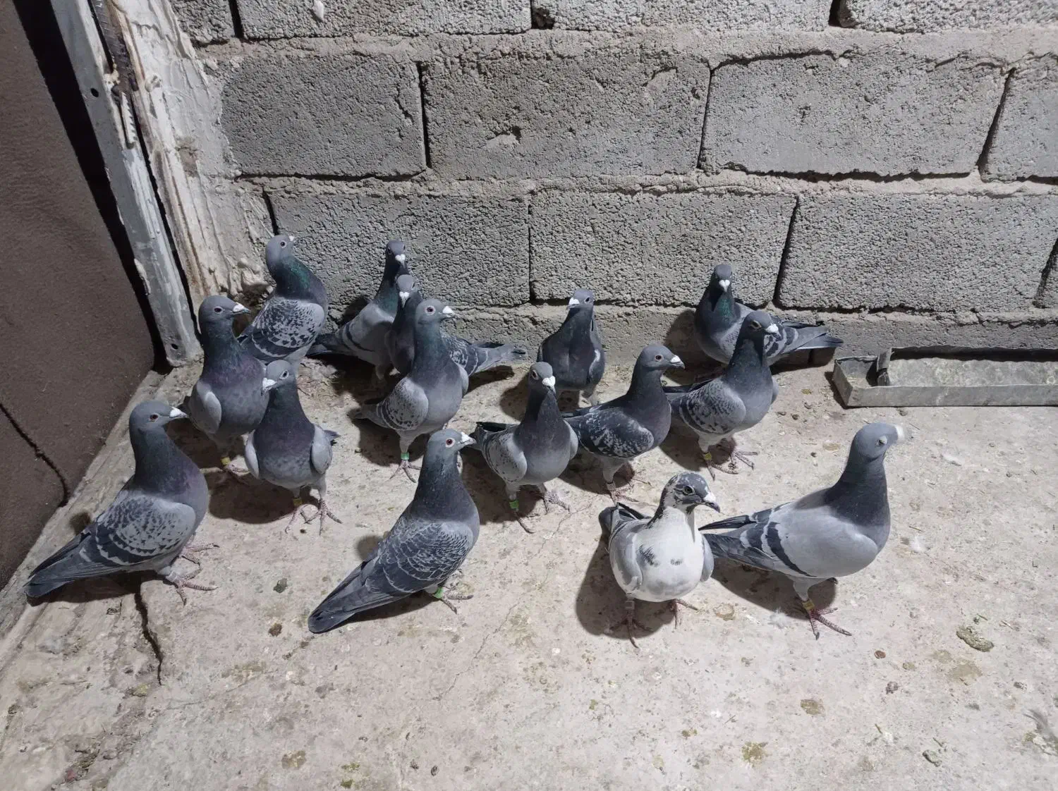 15نرکفتر مسافتی|پرنده|خاش, |دیوار