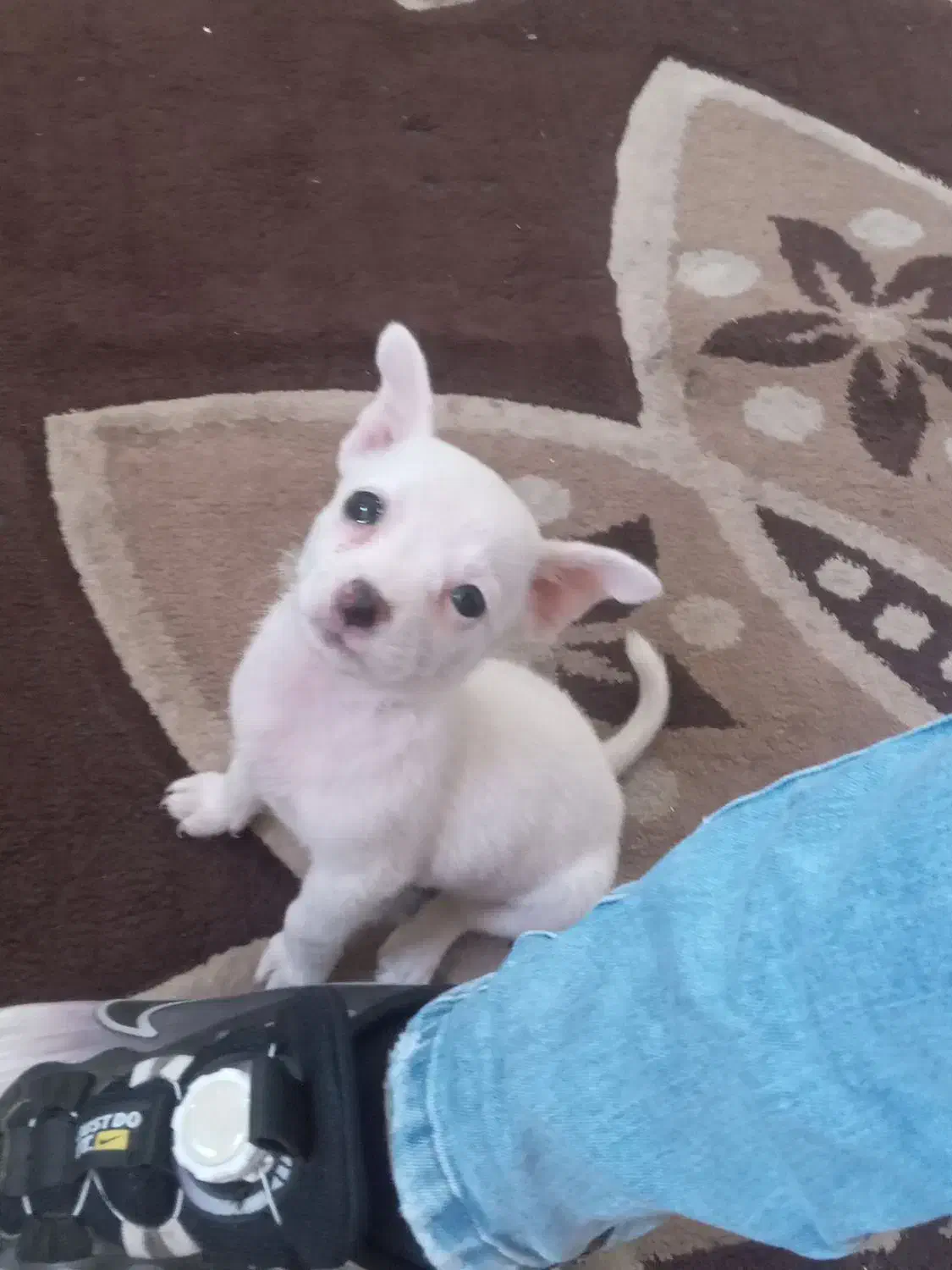 شیواوانر|سگ|اندیمشک, |دیوار