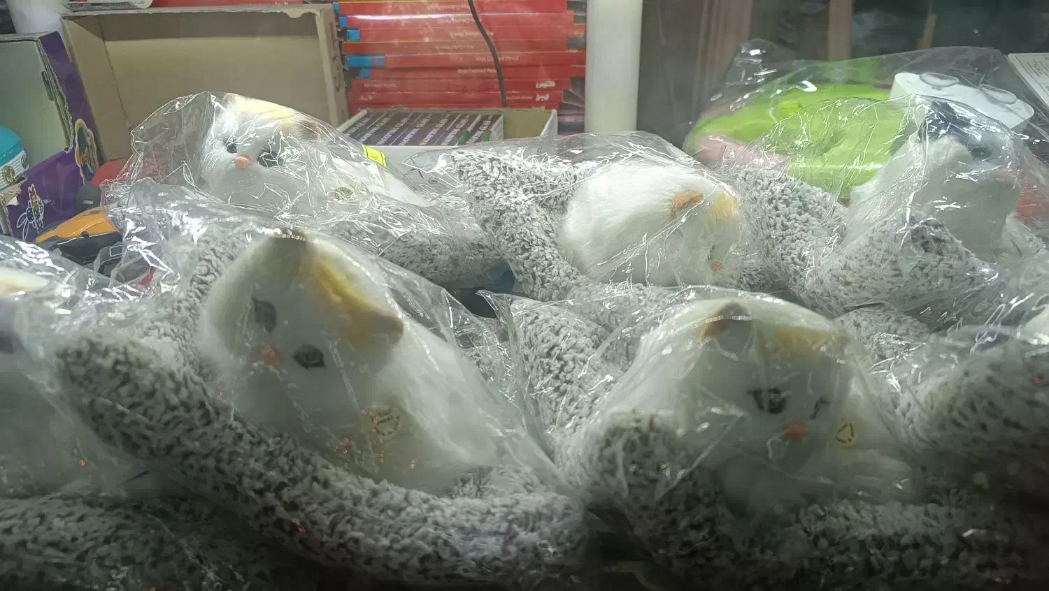 گربه موزیکال|گربه|زنجان, |دیوار