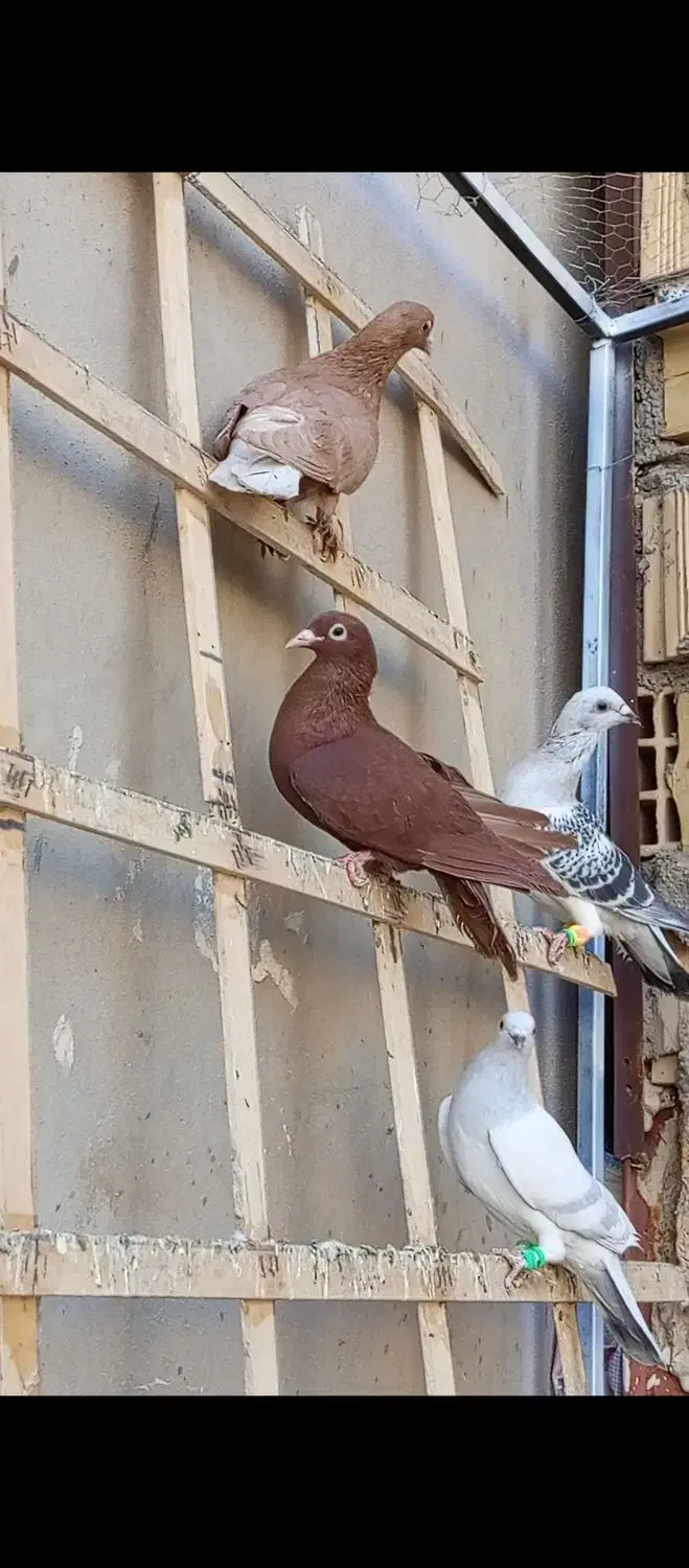 کفتر|پرنده|تربتحیدریه, نواب صفوی|دیوار