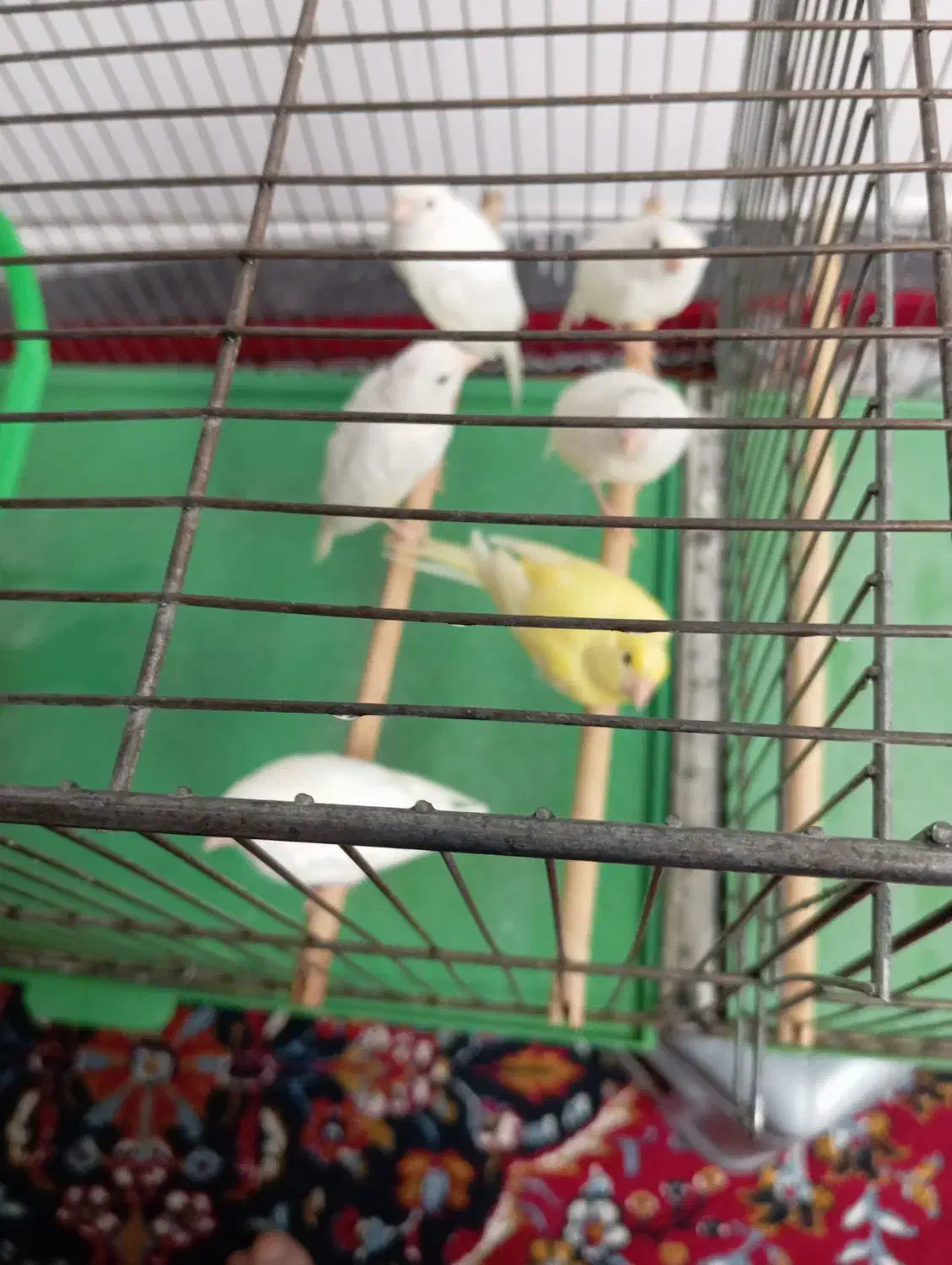 قناری|پرنده|قم, بکایی|دیوار