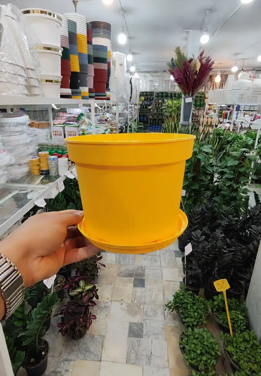 گلدان پاچیرا پلاستیک ژله ای پتوس سانسوریا خاک ورمی|گل و گیاه طبیعی|قم, ولیعصر|دیوار