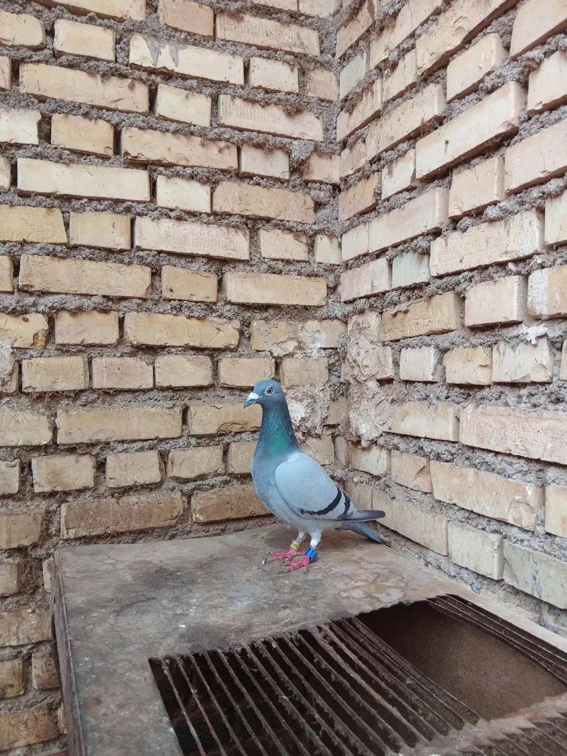 کویت|پرنده|آبادان, |دیوار