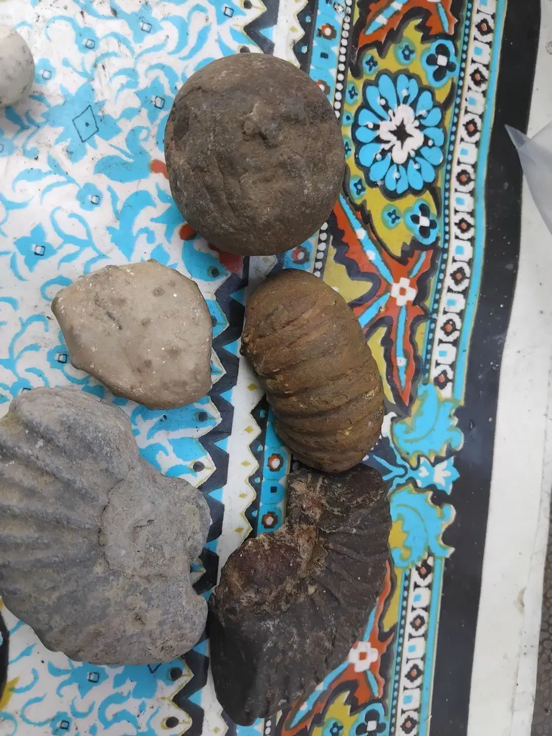 فروش سنگ فسیل|کلکسیون اشیاء عتیقه|گنبد کاووس, |دیوار