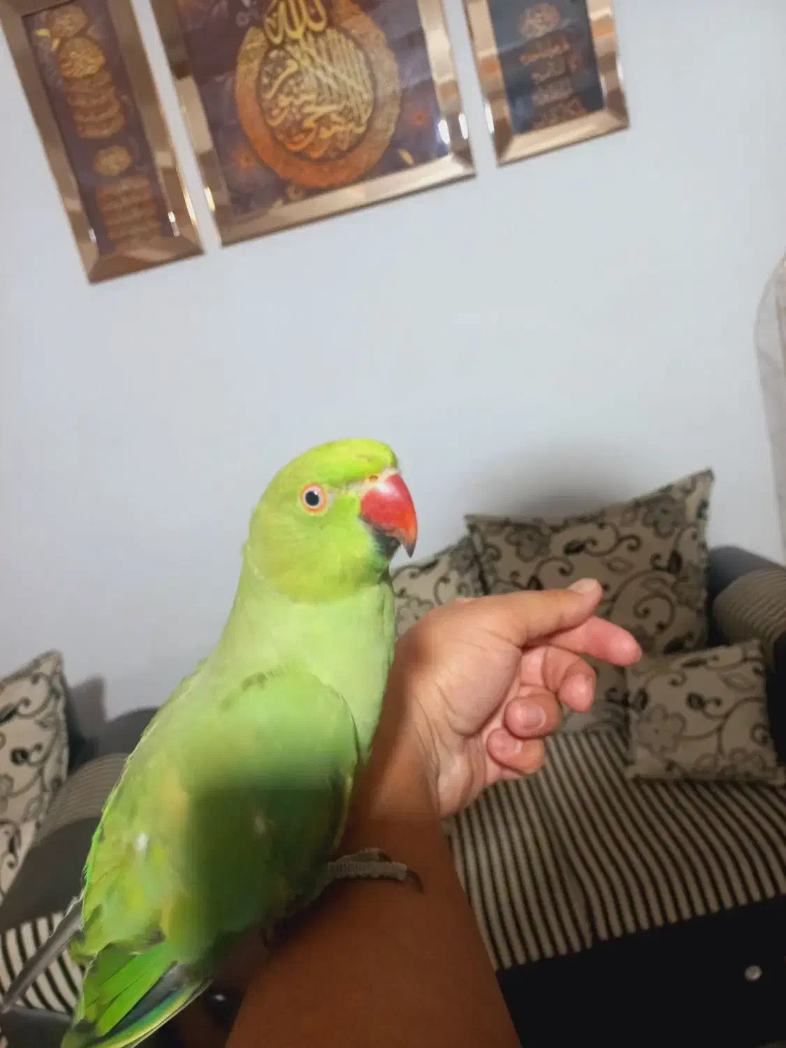 ملنگو نر|پرنده|بازرگان, |دیوار