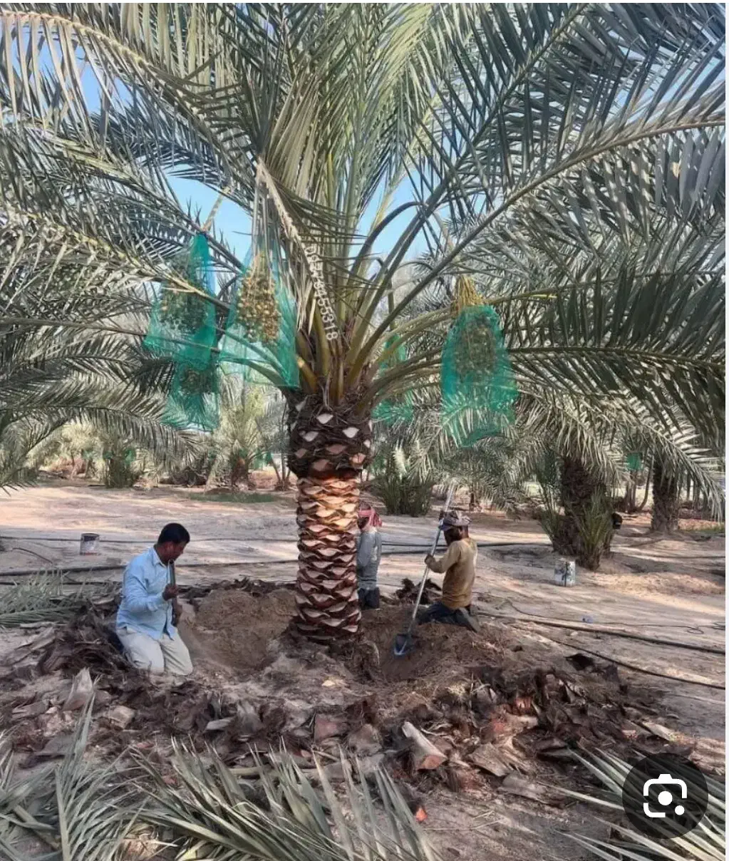 باغبانی در نخلستان|خدمات باغبانی و درختکاری|اهواز, غیزانیه|دیوار