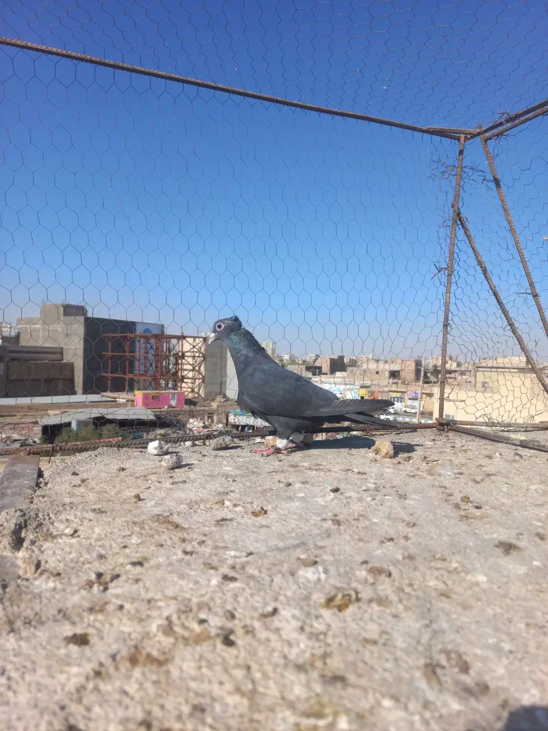 ماده زاغ کاکلی کرمانی|پرنده|زابل, |دیوار