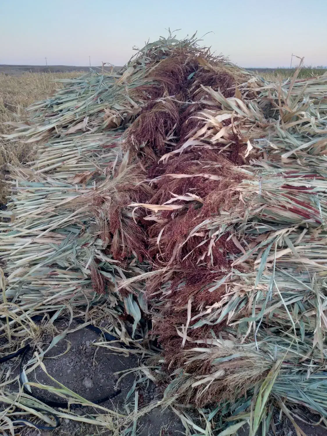 جارو|لوازم نظافت|زنجان, |دیوار