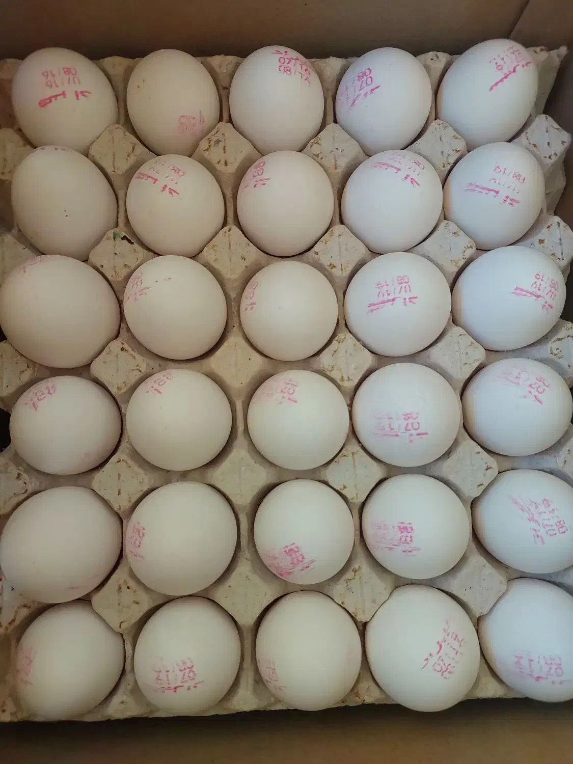 پخش تخم مرغ زرد طلایی ،مستقیم از مرغداری|خوردنی و آشامیدنی|کرج, مطهری|دیوار