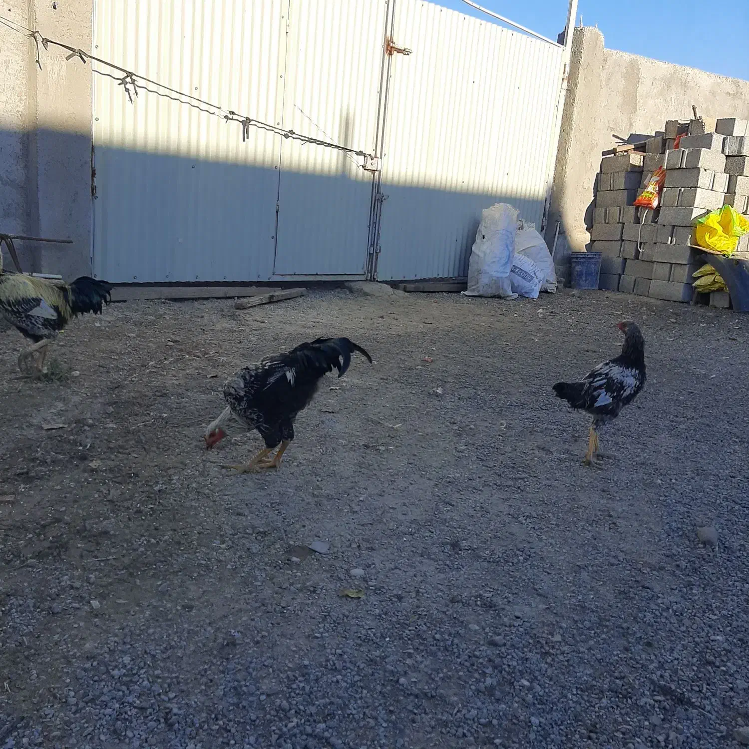 خروس لاری و غاز محلی|حیوانات مزرعه|بیله سوار, |دیوار