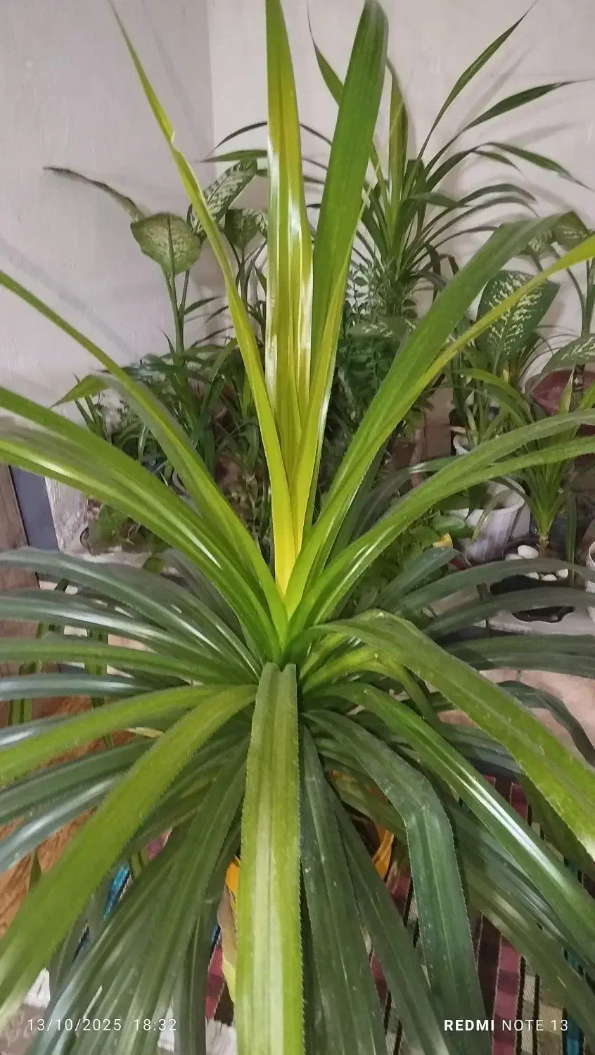 گل پاندانوس|گل و گیاه طبیعی|کازرون, |دیوار