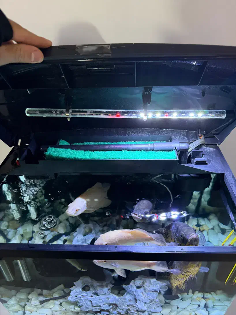 اکواریوم ۶۰لیتری|ماهی|آکند, |دیوار