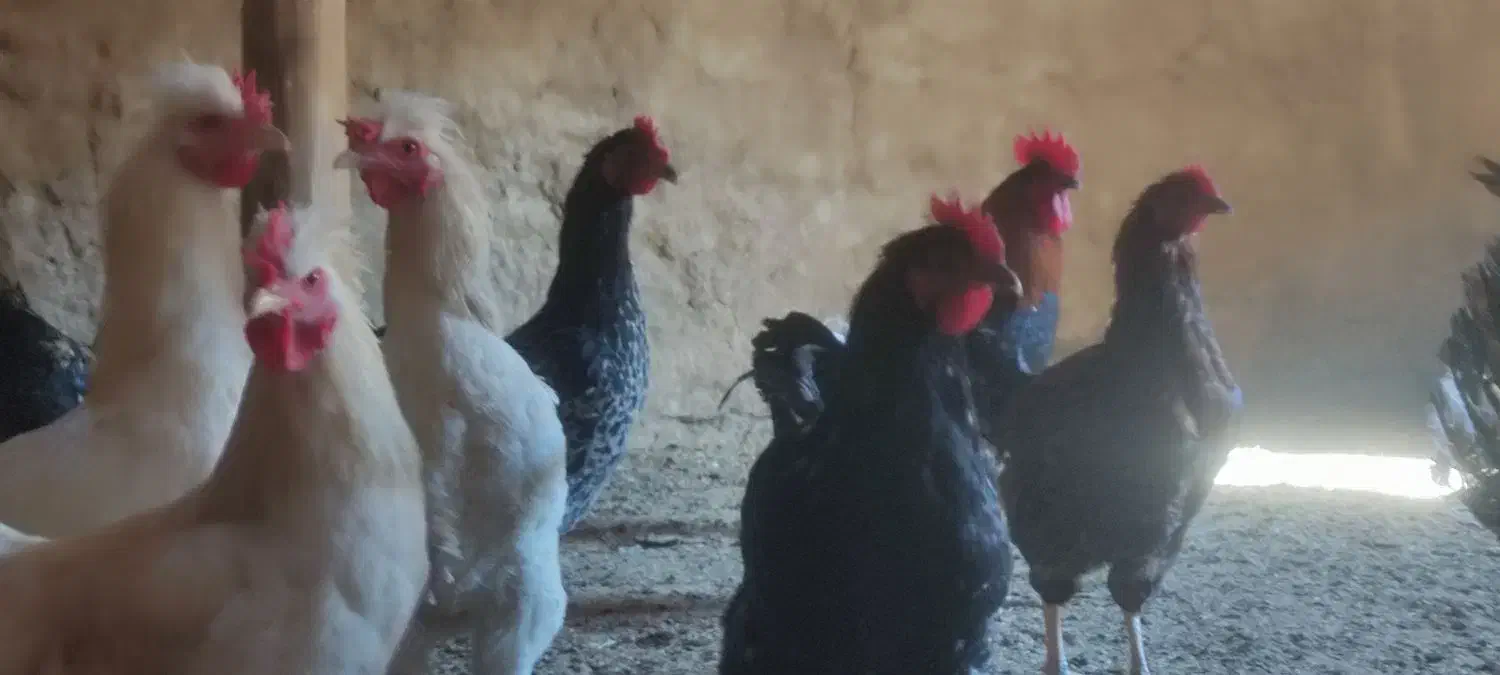 خروس جوان|حیوانات مزرعه|رضویه, |دیوار