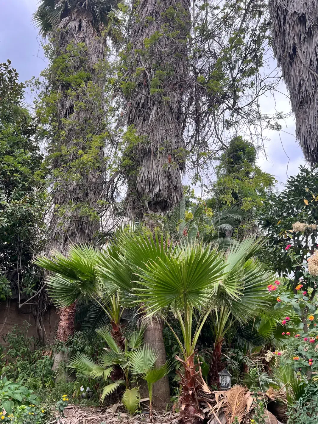 فروش درخت پالم|گل و گیاه طبیعی|رشت, دیانتی|دیوار