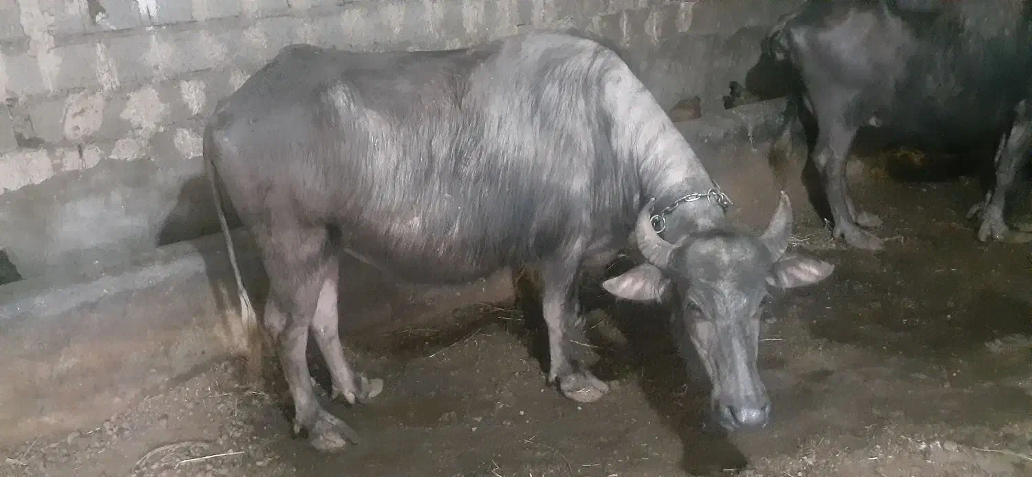 گاو|حیوانات مزرعه|خوی, |دیوار