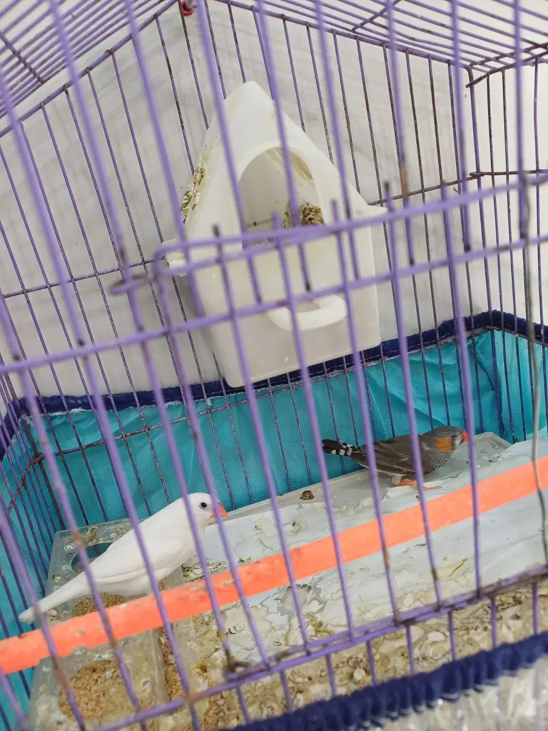 فنچ نر و ماده|پرنده|خرم‌آباد, |دیوار