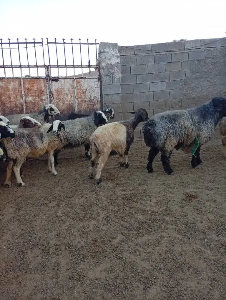 میش بره دار جفتی|حیوانات مزرعه|ارژن, |دیوار