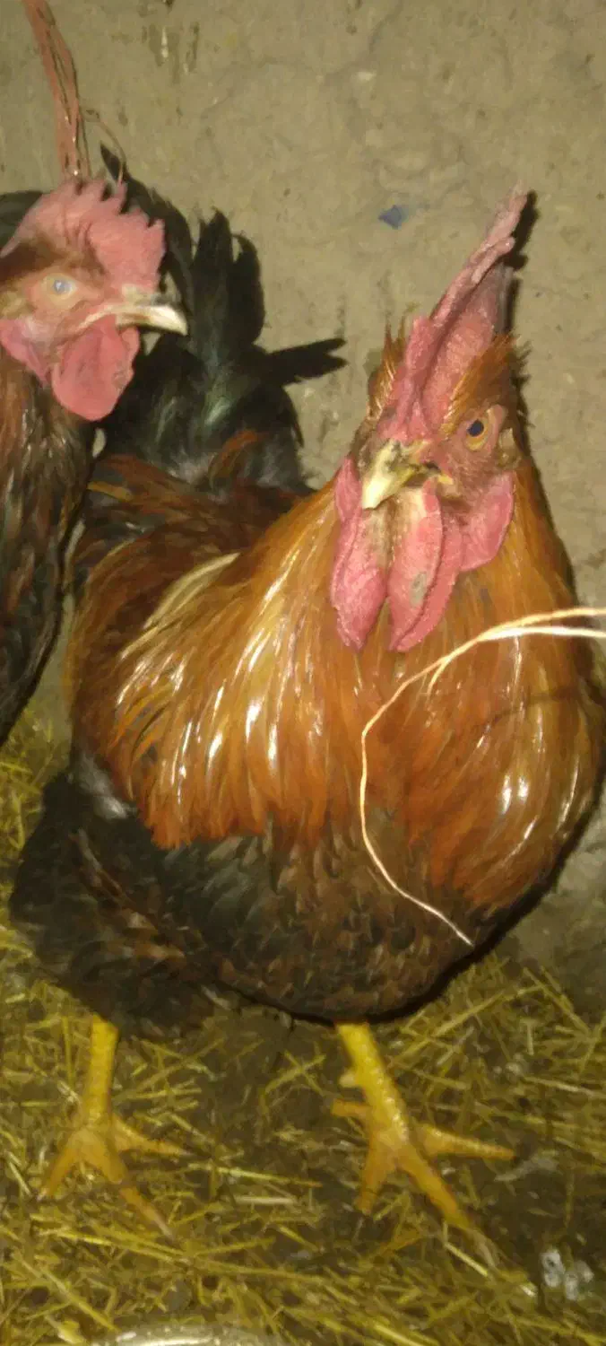 طیورمحلی. بهداشتی|حیوانات مزرعه|خرمدره, |دیوار