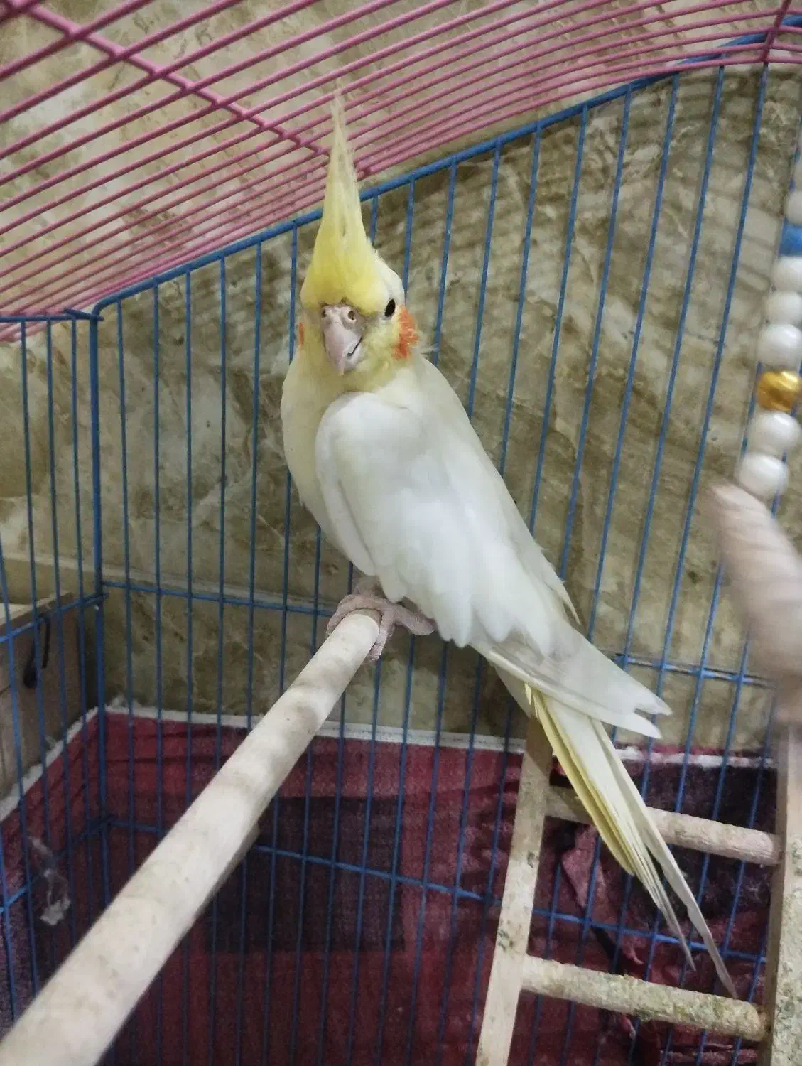 عروس هلندی لوتینو نر|پرنده|بندر ماهشهر, |دیوار