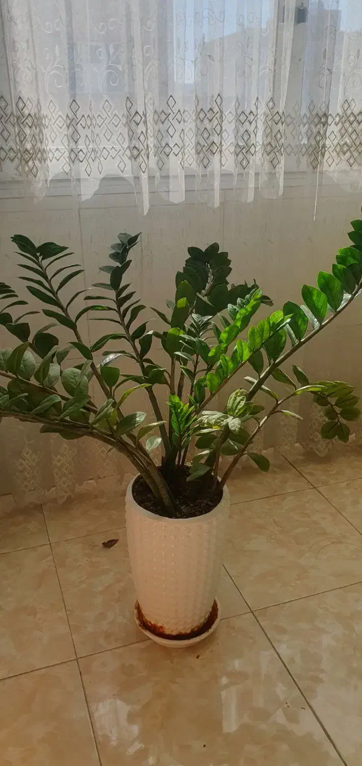 فروش گل|گل و گیاه طبیعی|اصفهان, ملکشهر|دیوار