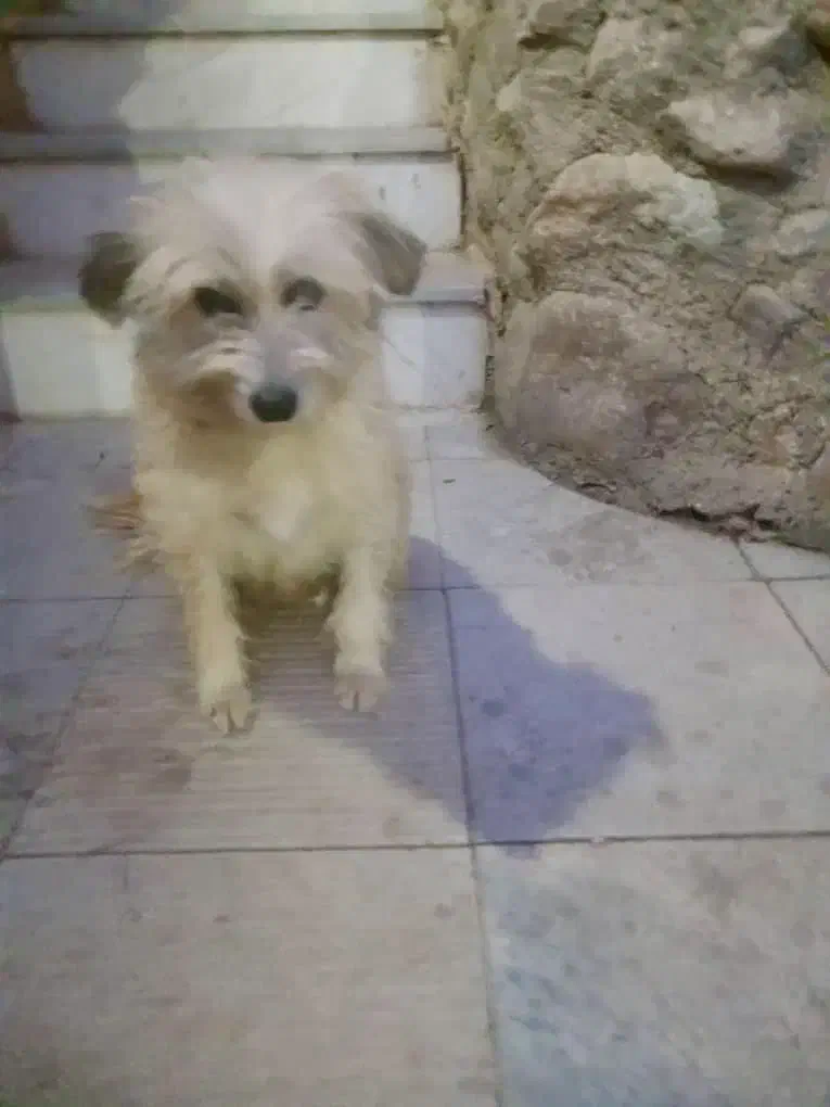 واگذاری رایگان سگ|سگ|رودهن, |دیوار