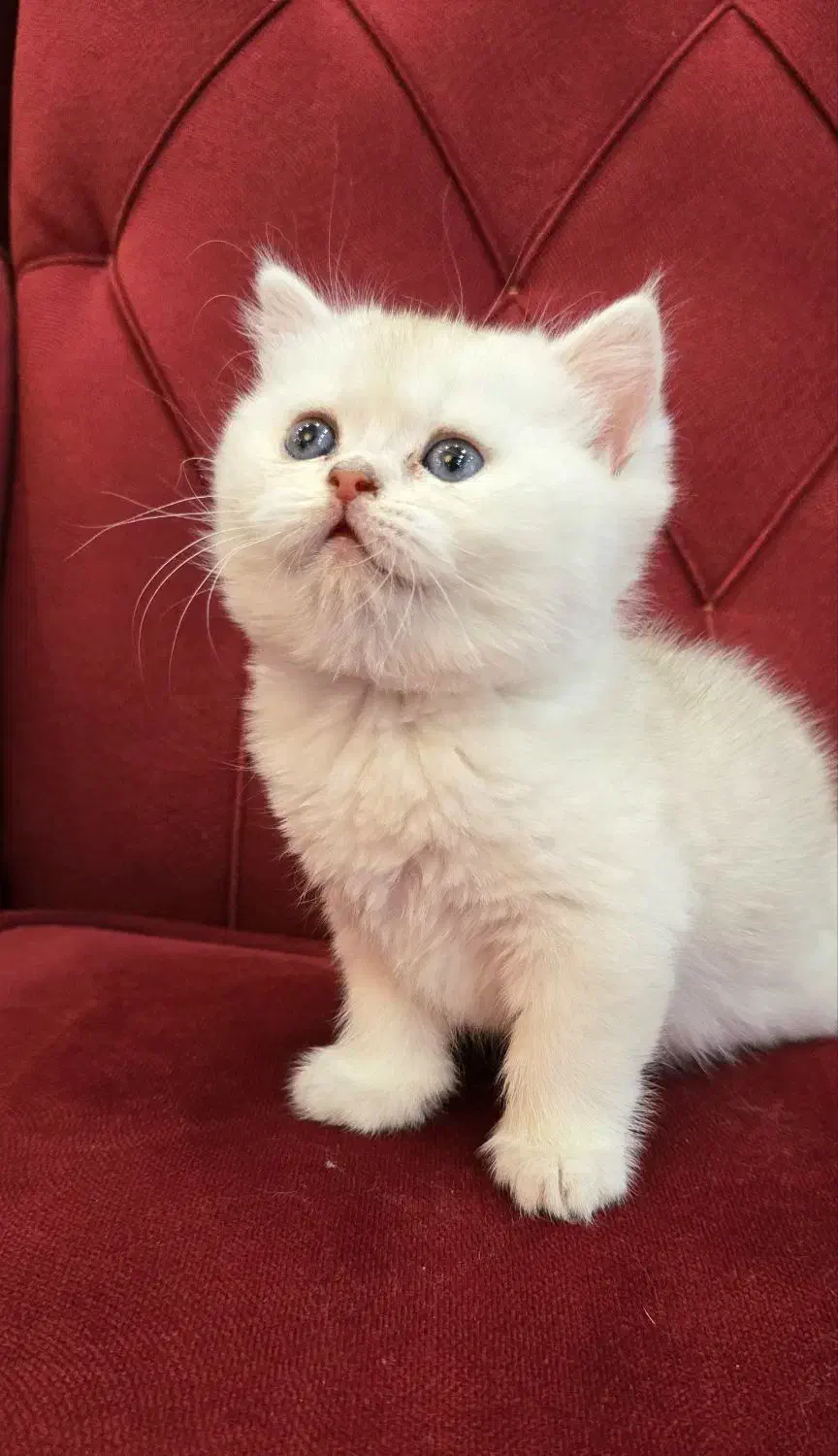 بچه گربه های اصیل و مهربون در اهواز|گربه|اهواز, کیانپارس |دیوار