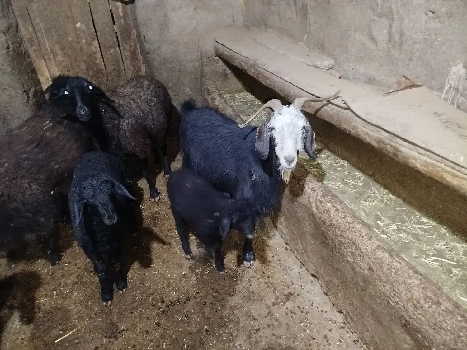 بز ابستن|حیوانات مزرعه|ساروق, |دیوار