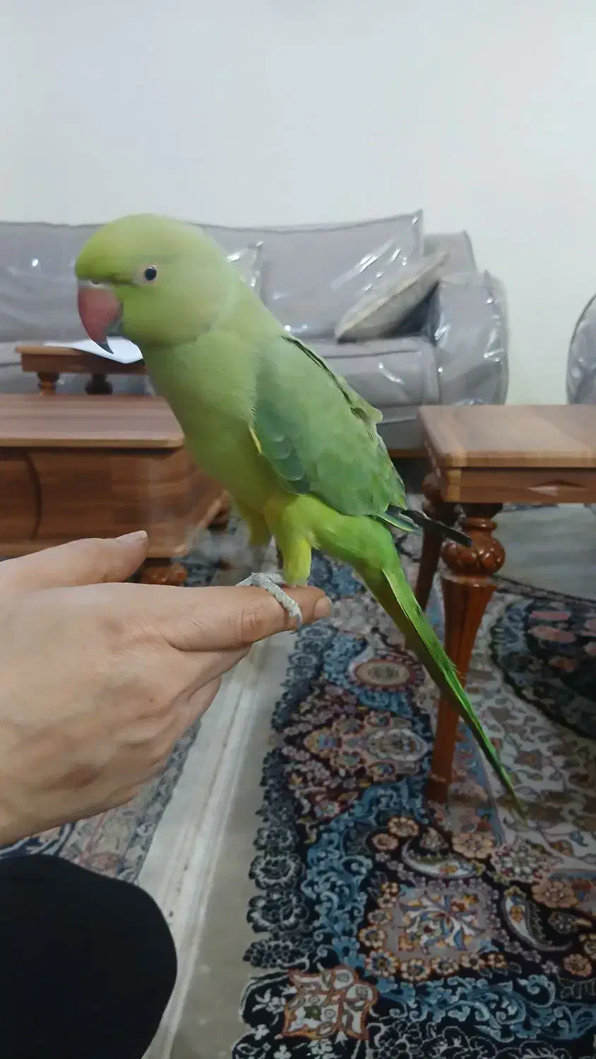 طوطی ملنگو|پرنده|امیدیه, |دیوار