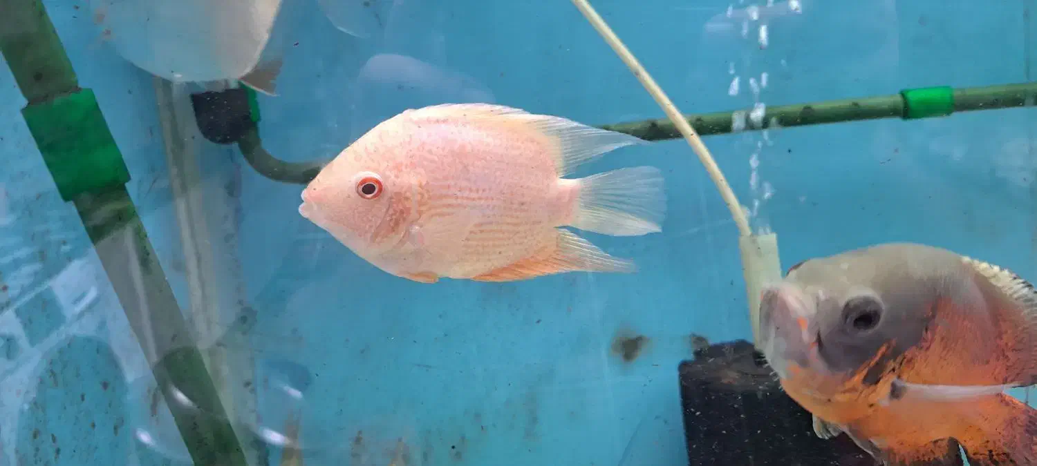 ماهی اسکار ردسورم دالر فوکوس شکاری|ماهی|فلاورجان, |دیوار