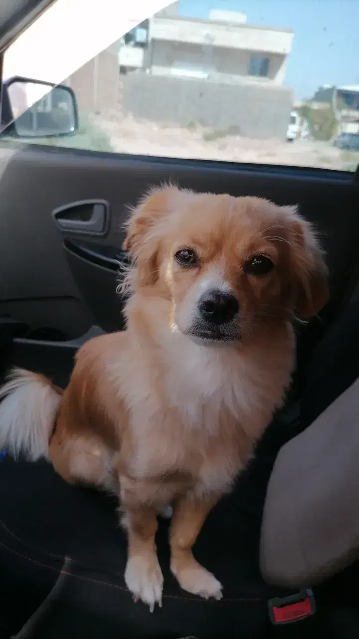 واگذار رایگان مادر وتوله|سگ|کرمان, |دیوار