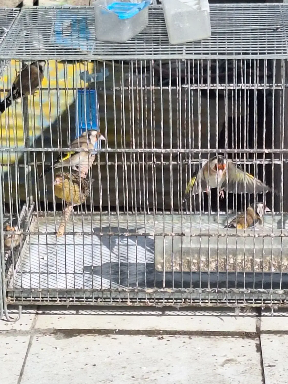 ماده سهره|پرنده|مبارکه, |دیوار