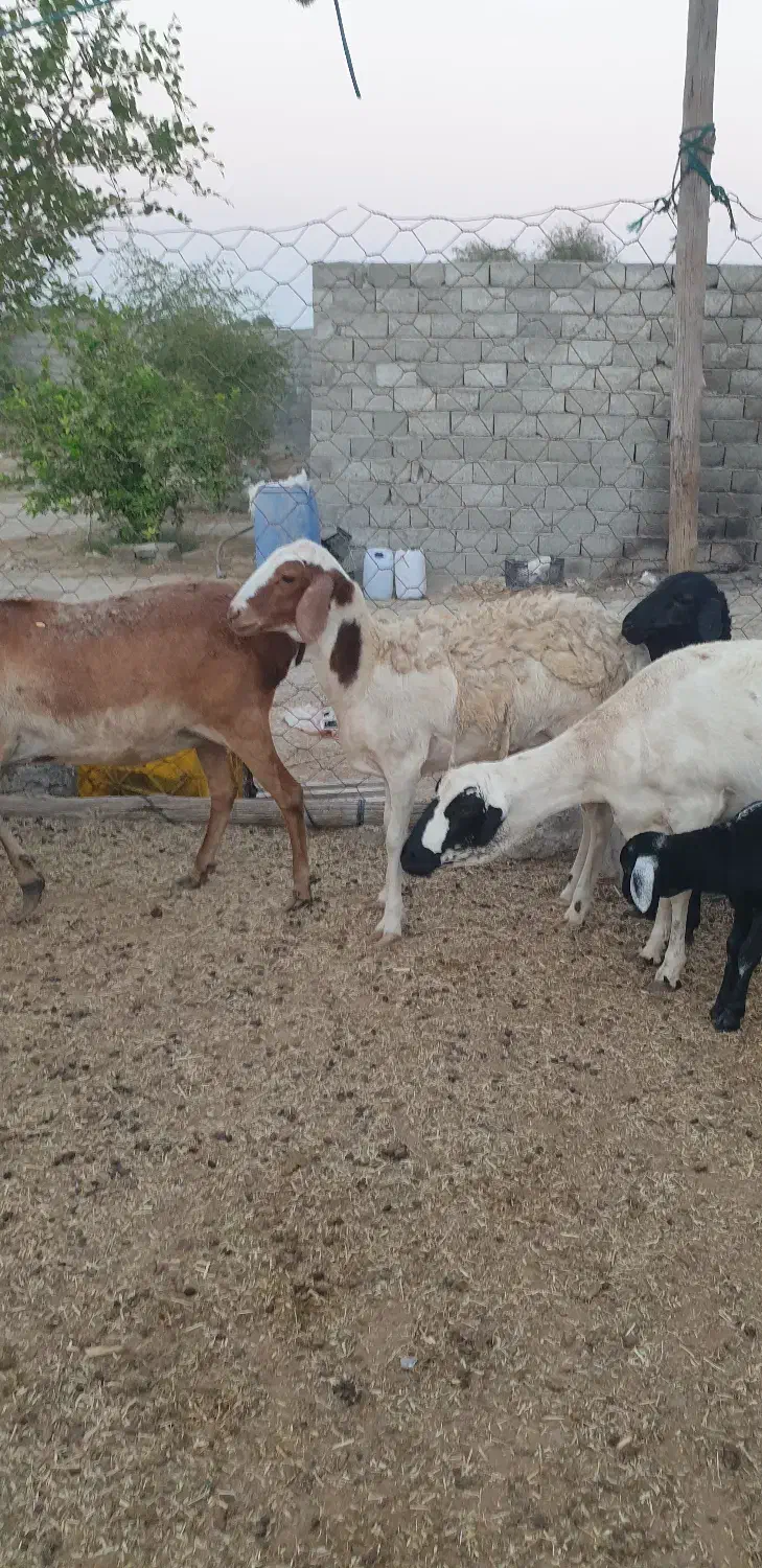 بره گوسفند میش برشن ماده|حیوانات مزرعه|بندرلنگه, |دیوار