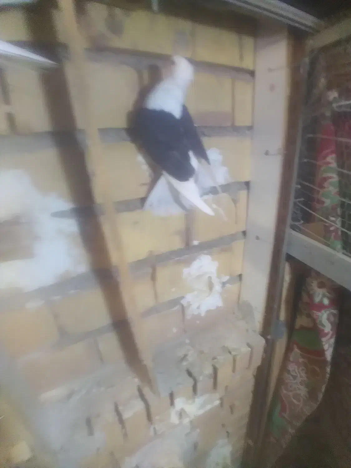 نقره|جواهرات|گناباد, |دیوار