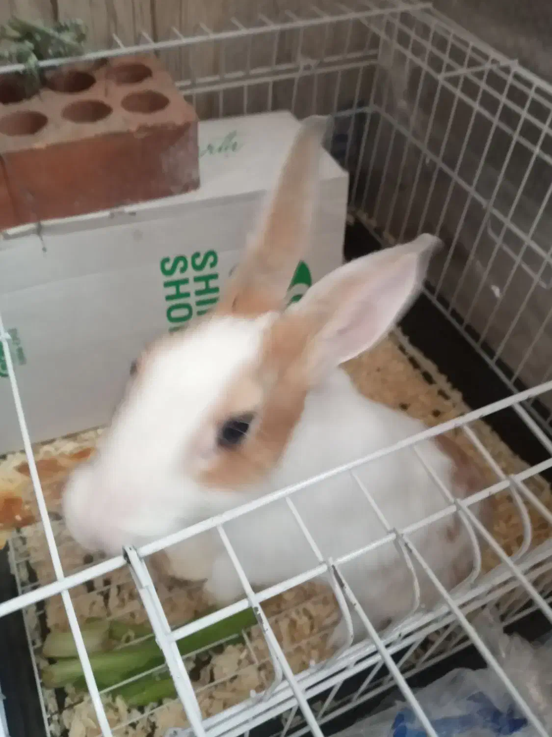 خرگوش|موش و خرگوش|تهران, اسفندیاری|دیوار