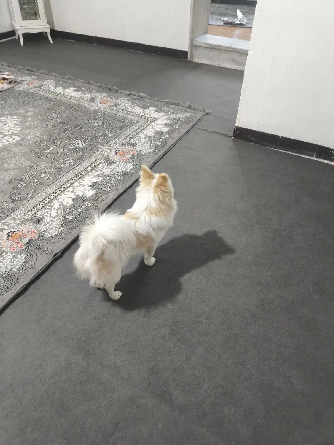 سگ پامر روباهی|سگ|اسلامشهر, باغ فیض|دیوار