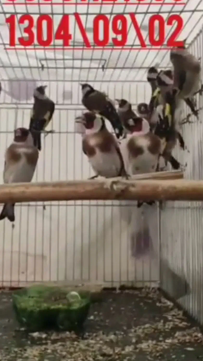 فروش۱قناری نرطلائی سوپروتعدادی سهره رسمی|پرنده|گنبد کاووس, |دیوار