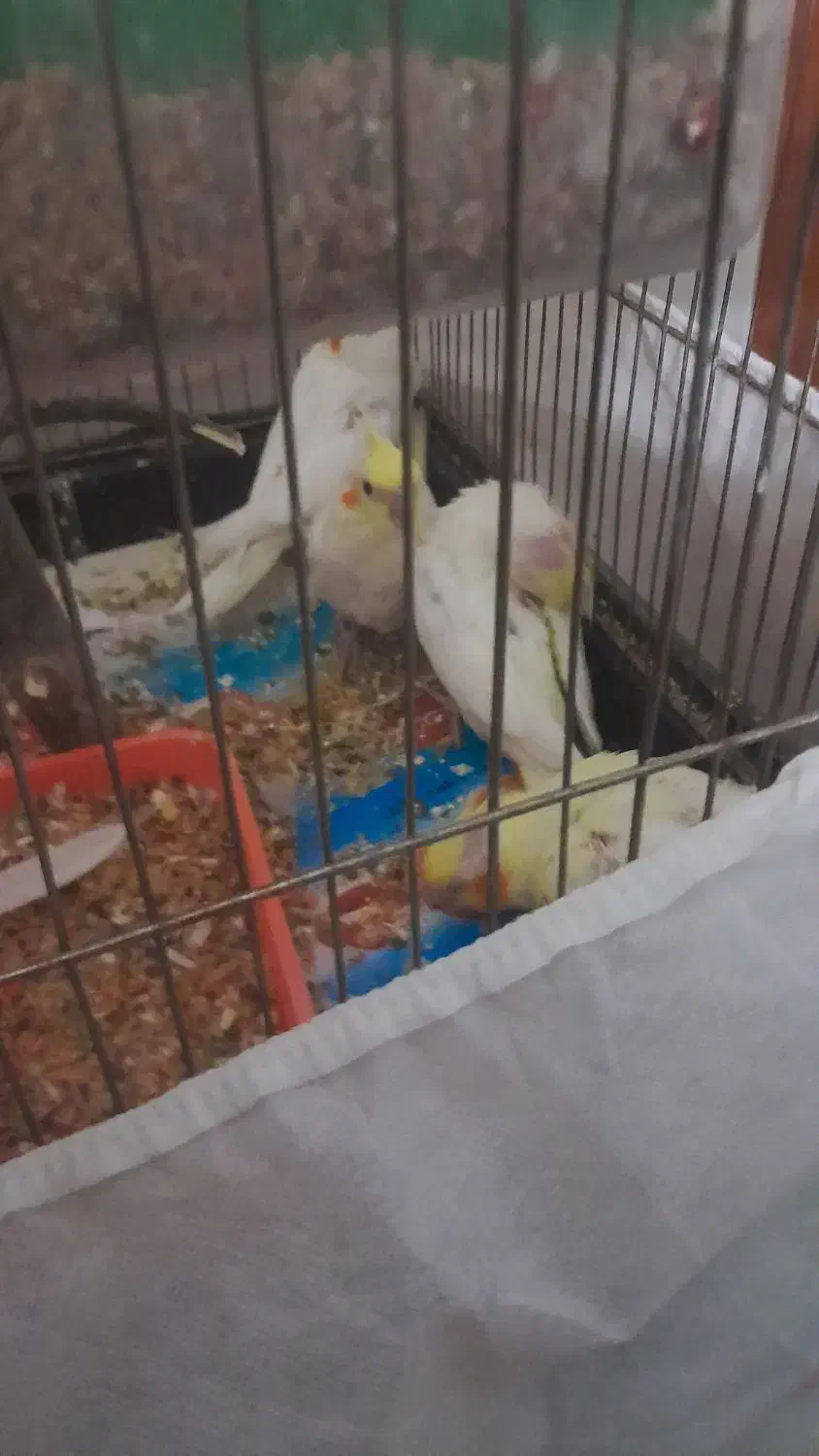 جوجه عروس هلندی|پرنده|چناران, |دیوار