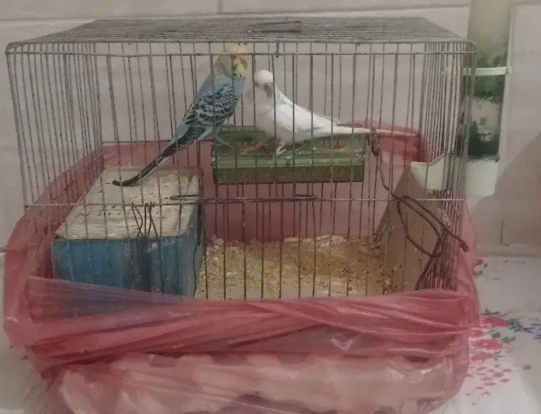 یک جفت مرغ عشق|پرنده|لوشان, |دیوار