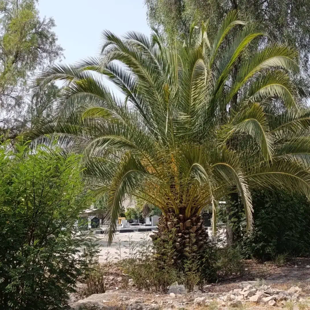 نخل تنه دار بزرگ از یک متر تا ده متر|خدمات باغبانی و درختکاری|کاشان, بازار کاشان|دیوار