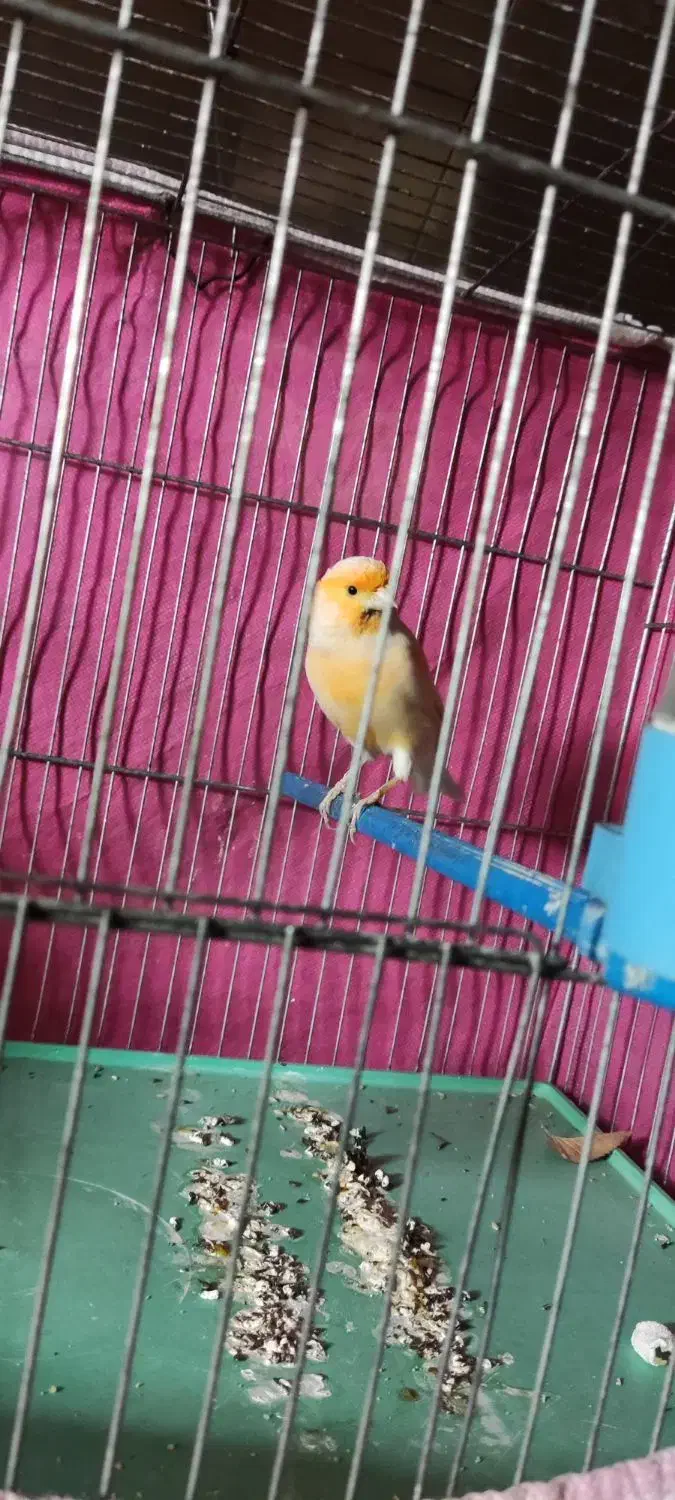 قناری ماده مزایکی|پرنده|برخوار, |دیوار