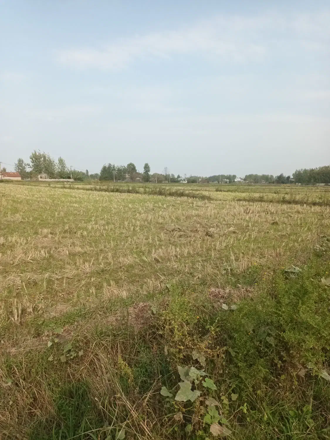 فروش ۲هکتار شالیزار و زمین مسکونی اطراف شهرآستانه|فروش زمین و ملک کلنگی|آستانه اشرفیه, |دیوار