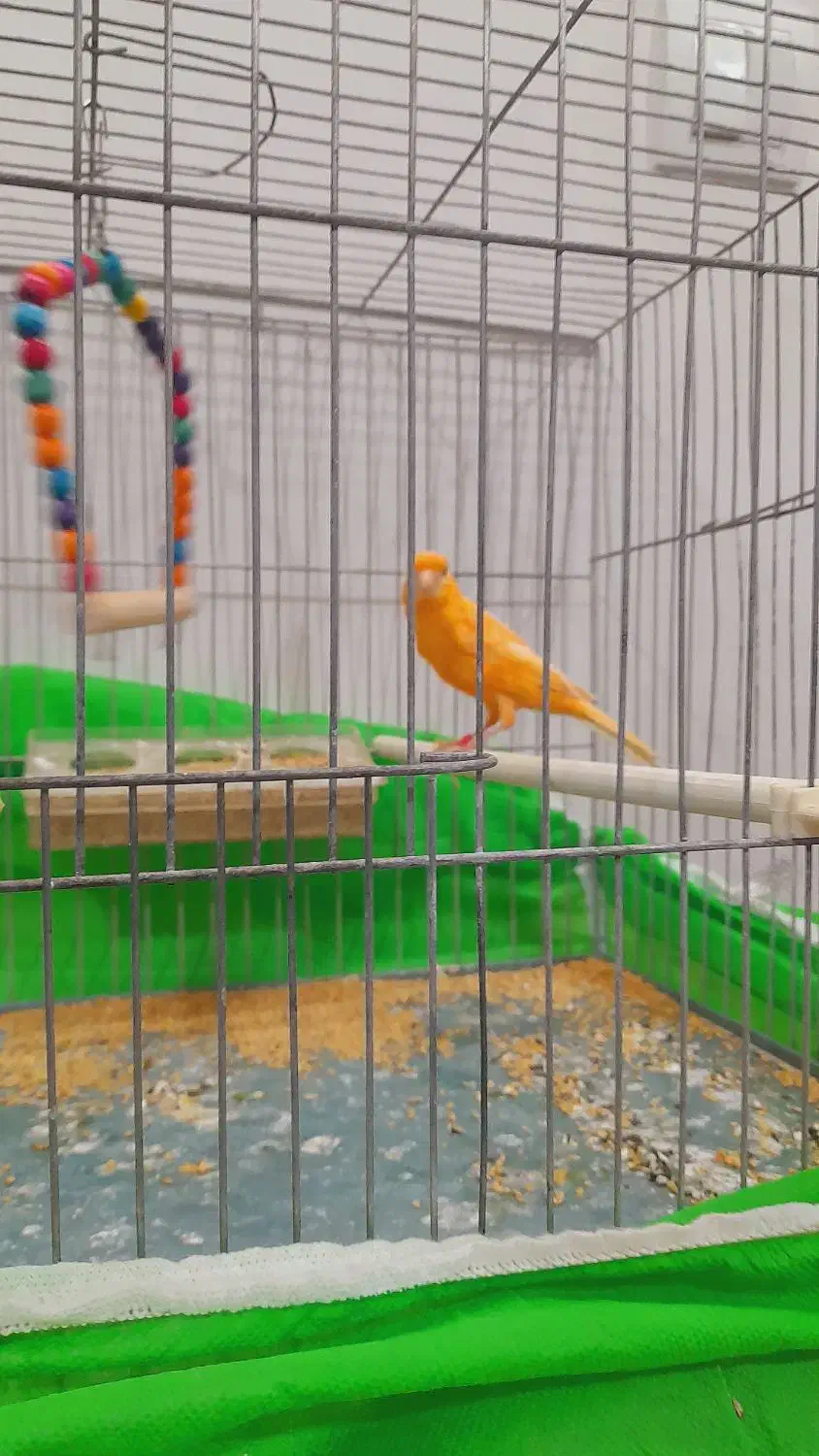 ۲ عددقناری نر مست آماده حلقه پا ۱۲۰۰|پرنده|خوی, |دیوار