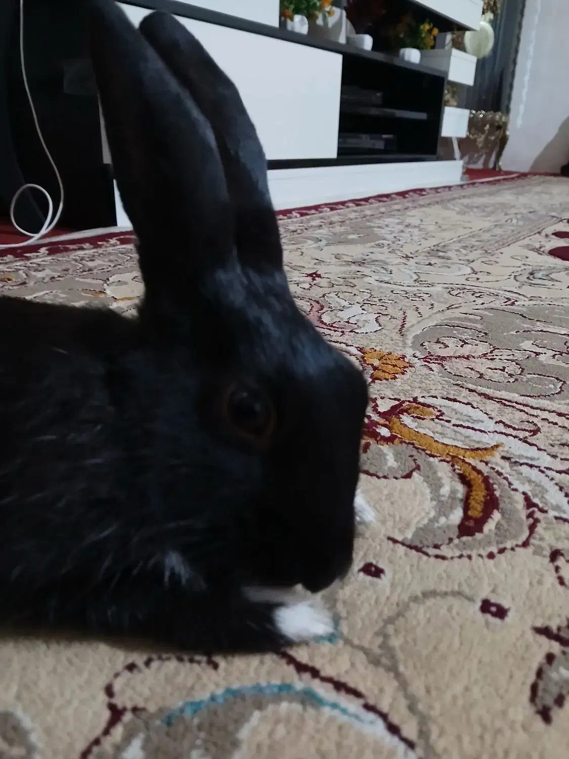 خرگوش|موش و خرگوش|پاکدشت, پاکدشت (مامازند)|دیوار