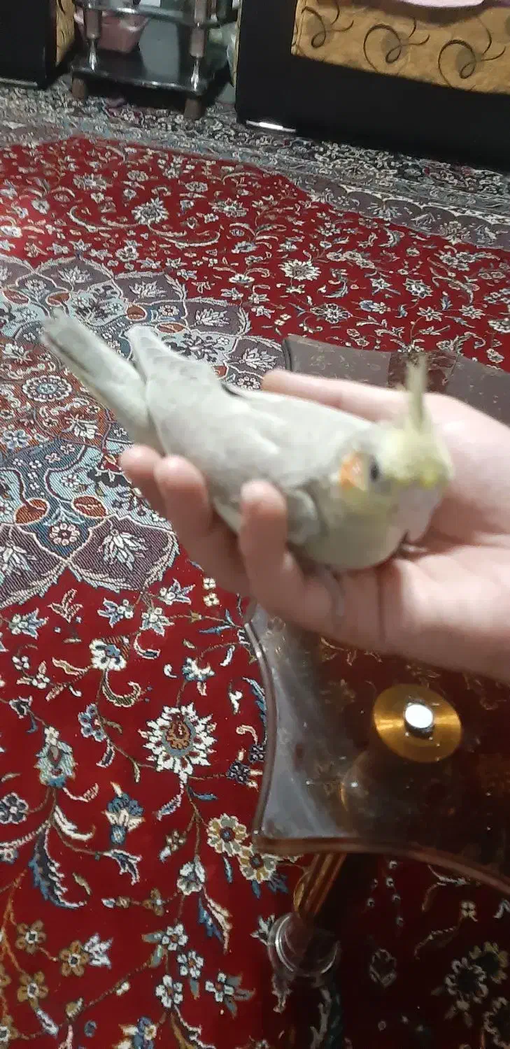 عروس هلندی لوتینو|پرنده|لیسار, |دیوار