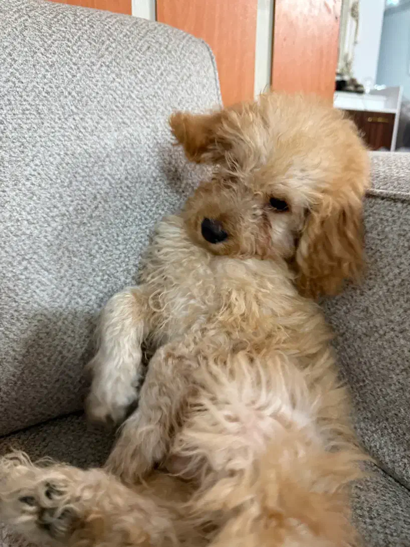 سگ پودل|سگ|مشهد, امیر المومنین|دیوار