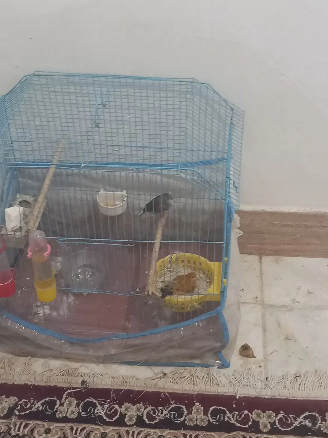 قناری|پرنده|خرمشهر, |دیوار