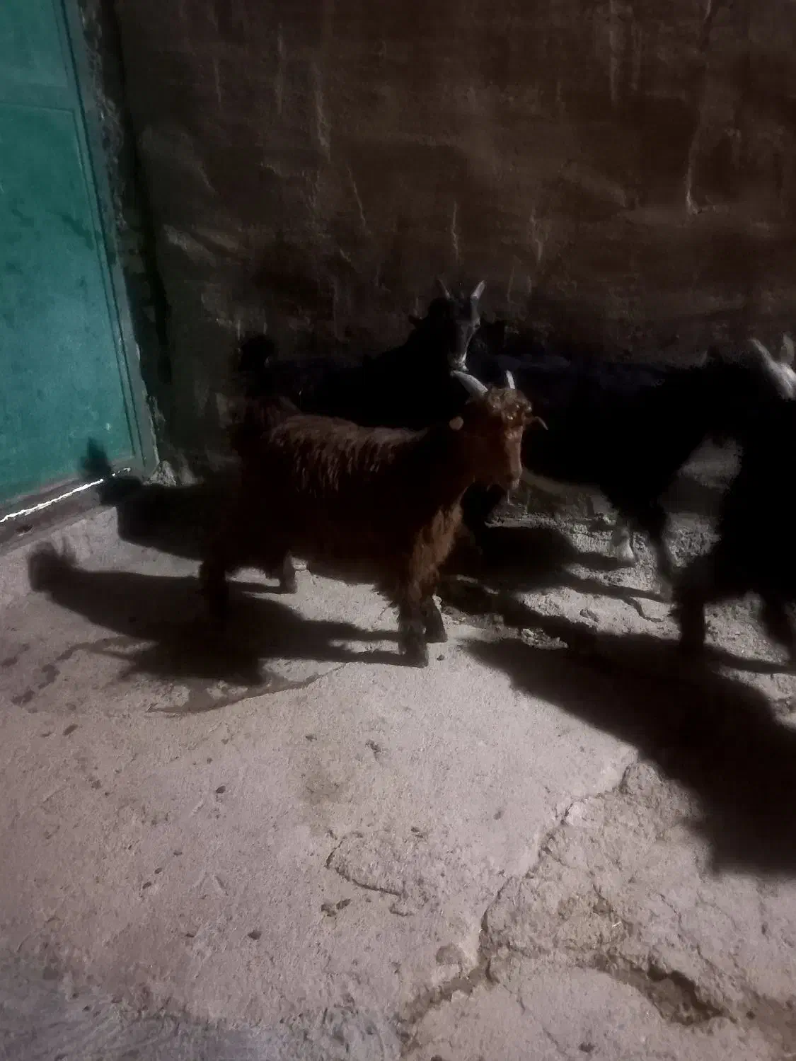 بیگ|حیوانات مزرعه|شوشتر, |دیوار